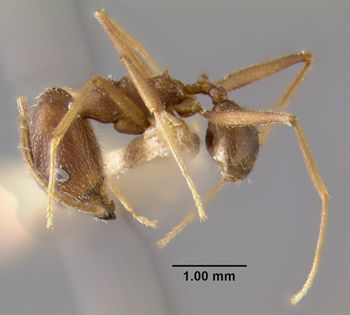 Media type: image;   Entomology 20768 Aspect: habitus lateral view